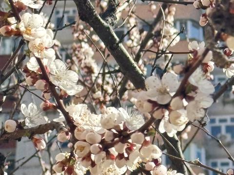 квартира по адресу Петра Калнишевського ул. (Михайла Майорова), 7