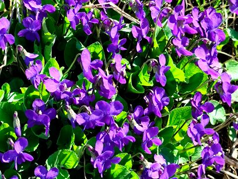 будинок за адресою Героїв України вул. (конєва)