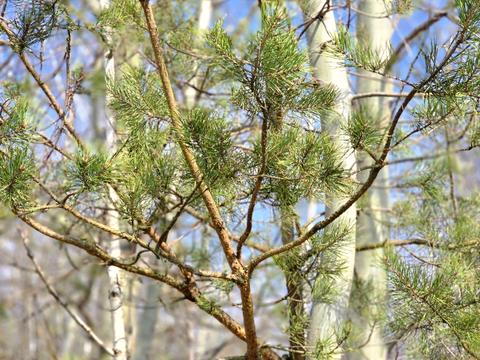 участок по адресу Центральная ул.