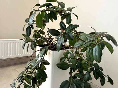 квартира за адресою Лейпцизька вул., 13-А