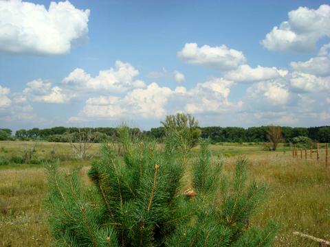 ділянка за адресою с. Ясногородка, 