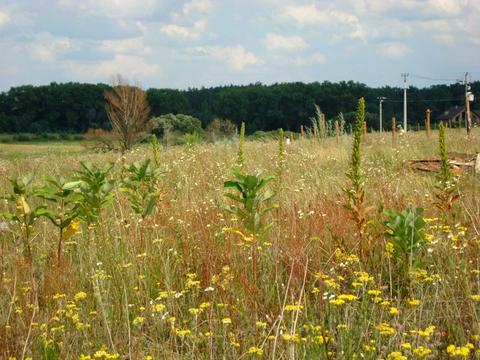 ділянка за адресою с. Ясногородка, 