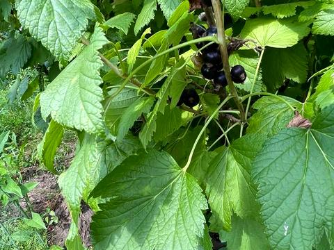 будинок за адресою Петра Калнишевського вул. (Артема), 15