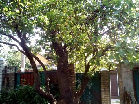 дом по адресу Звёздная ул.