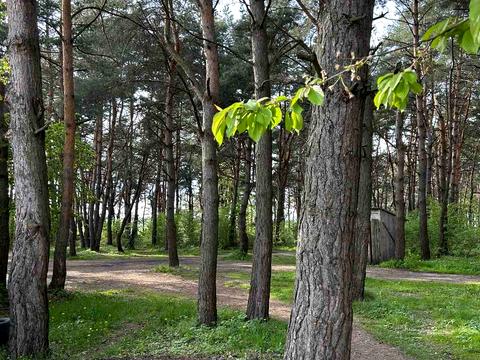 участок по адресу Соснова, 7