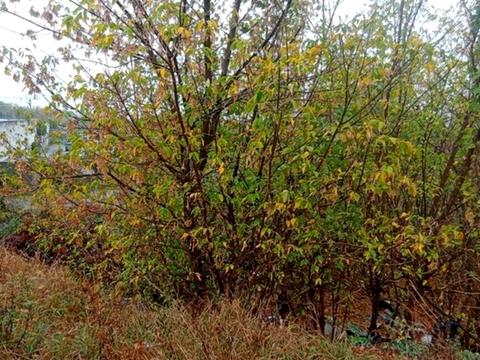 ділянка за адресою Павла Тушкана вул. (Вільямса)