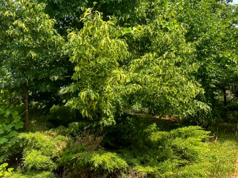 будинок за адресою Чарівна