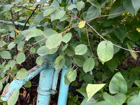 ділянка за адресою Крихівецька вул.