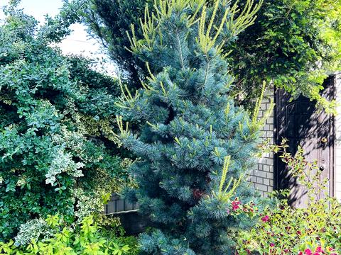 дом по адресу Довженка ул.