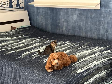 будинок за адресою 2-й Мирослава Скорика пров., 2