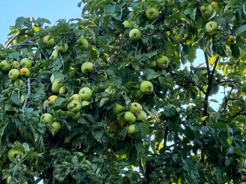 участок по адресу Садовая ул., 53