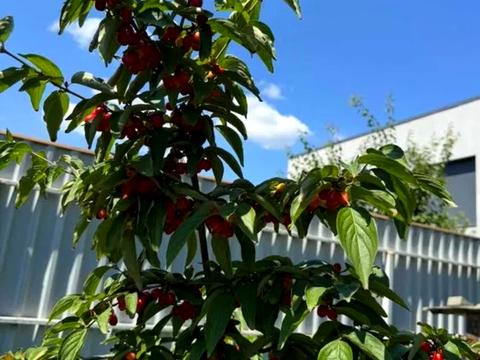 участок по адресу Садовая ул., 53