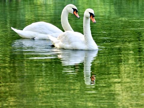 квартира по адресу Вышгородская ул., 45/4