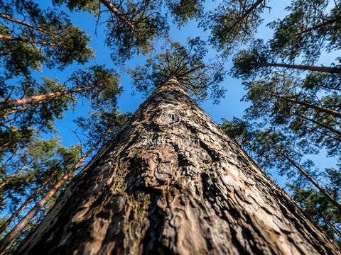участок по адресу Анатолия Соловьяненко ул.