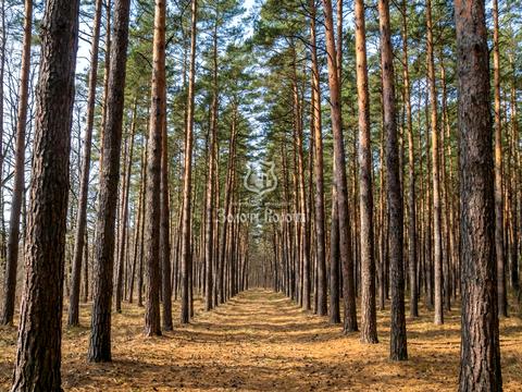 участок по адресу Анатолия Соловьяненко ул.