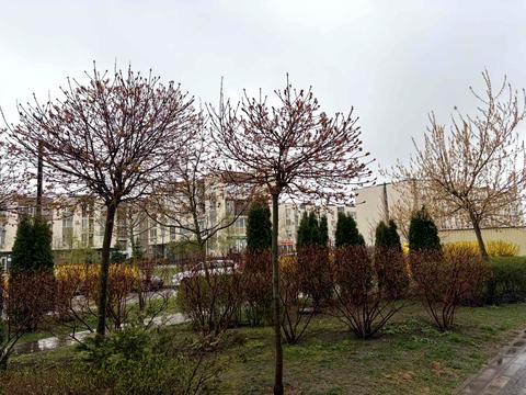 квартира по адресу Берёзовая ул., 43