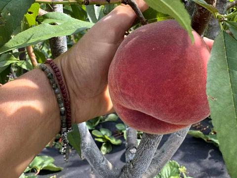 будинок за адресою с/т Лісник, 20