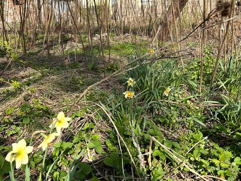 ділянка за адресою Рожева вул.