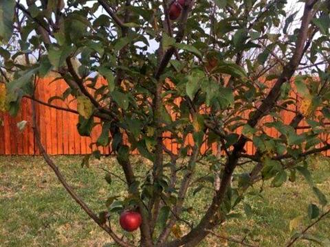 будинок за адресою яблунева