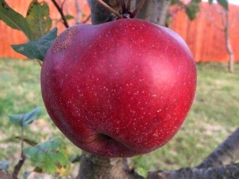 будинок за адресою яблунева