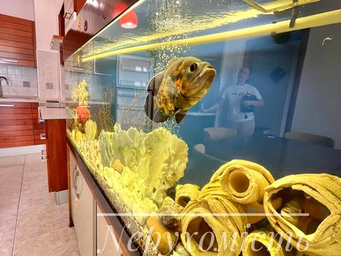 квартира за адресою Микільсько-Слобідська вул., 2-В