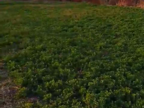 участок по адресу Київська, 30