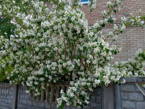 будинок за адресою Вишнева вул., 50