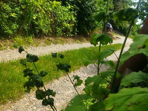 участок по адресу Смотрицкая ул.