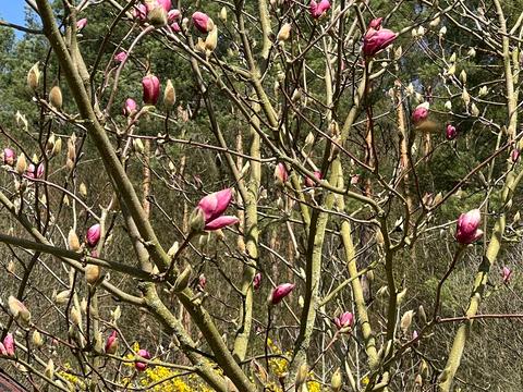 дом по адресу Зелёная ул.