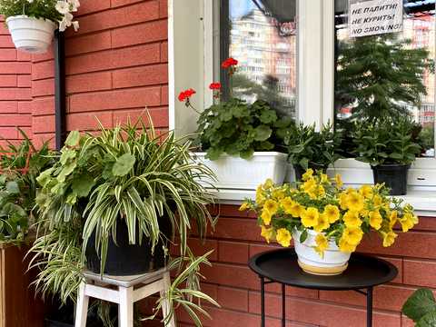 квартира по адресу Юлии Здановской ул. (Ломоносова), 81-Б