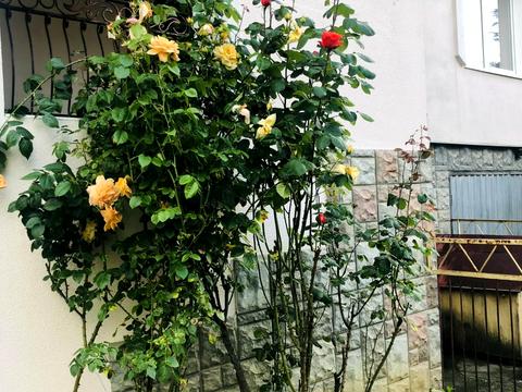 будинок за адресою Вишнева вул.