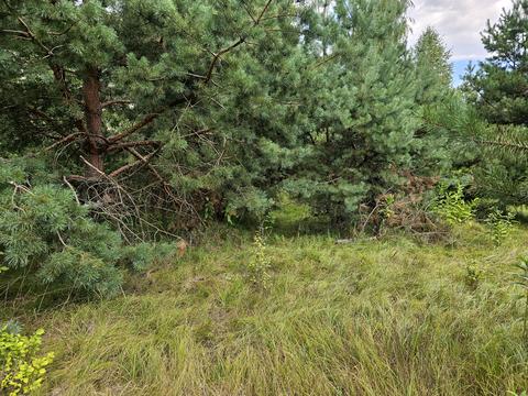 ділянка за адресою Березова, 25