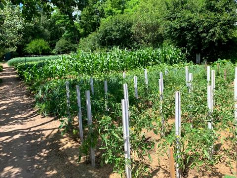 участок по адресу Підлісна