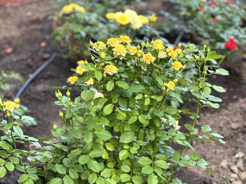 квартира за адресою Софії Русової вул., 5