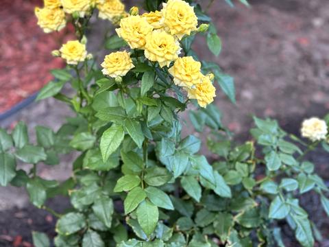 квартира за адресою Софії Русової вул., 5