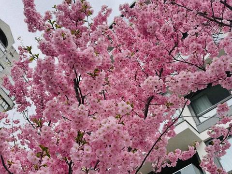 квартира за адресою Драгоманова вул., 31-А