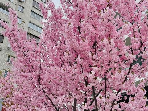 квартира за адресою Драгоманова вул., 31-А