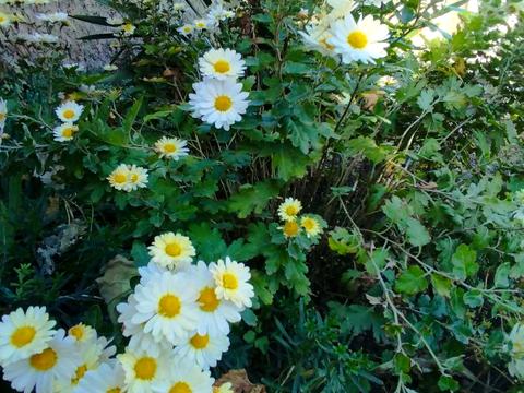 ділянка за адресою Інститутська вул.