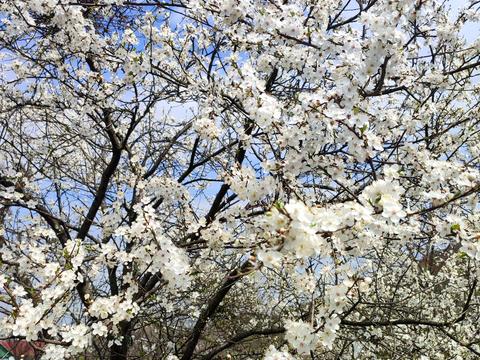 коммерческая по адресу Коновальця, 2А