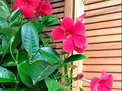 квартира за адресою Костанайська вул., 14