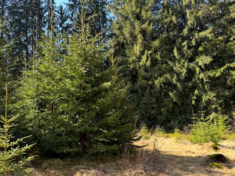 ділянка за адресою ур. Довгий Грунь