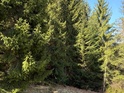 ділянка за адресою ур. Довгий Грунь