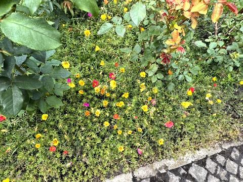 дом по адресу Лугова