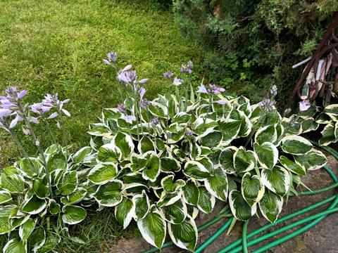 дом по адресу Лугова