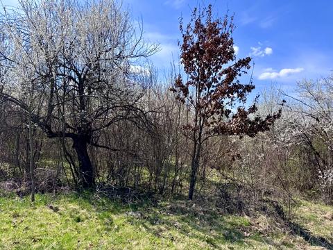 участок по адресу 