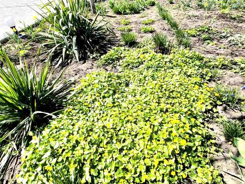 дом по адресу с. Подгайцы, Вул. Дачна, 8