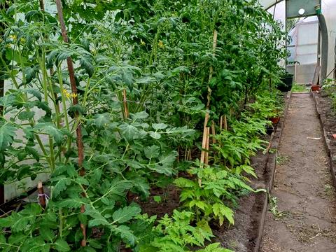 ділянка за адресою Київське шосе