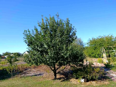 дом по адресу Буда-Варовицька