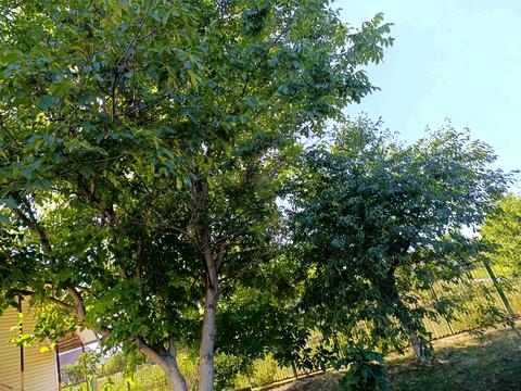 дом по адресу Буда-Варовицька