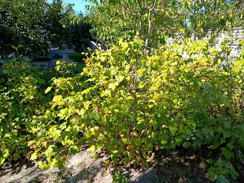 дом по адресу Буда-Варовицька